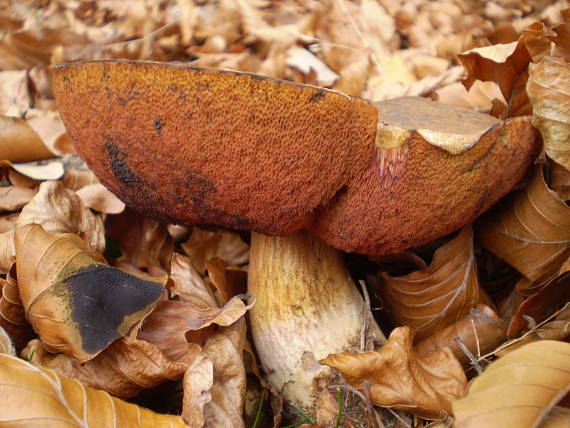 hríb zrnitohlúbikový Sutorius luridiformis (Rostk.) G. Wu & Zhu L. Yang