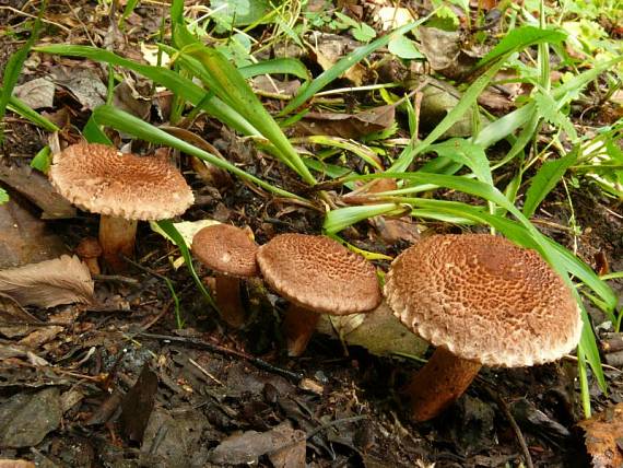 čirůvka kravská - Čírovka škridlicovitá Tricholoma vaccinum  (Schaeff.) P. Kumm.