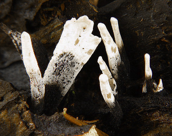 drevnatec parohatý Xylaria hypoxylon (L.) Grev.