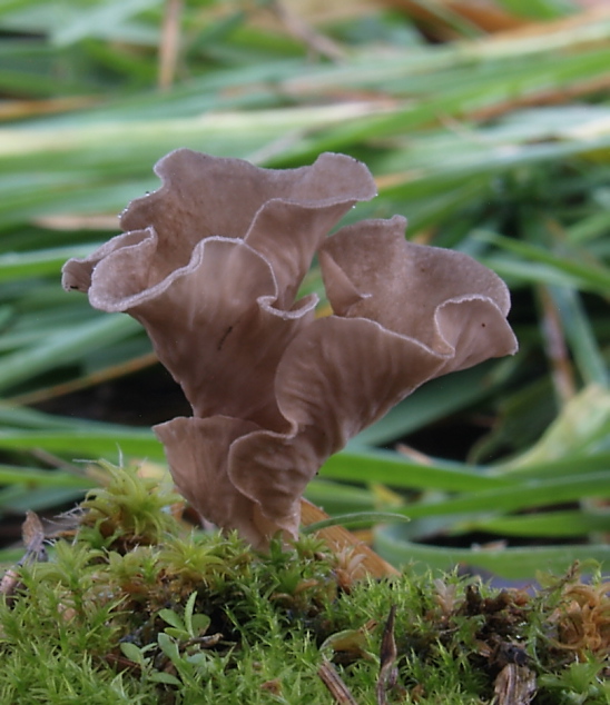 rebrovička  Arrhenia sp.