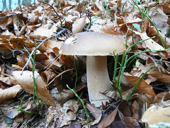 hríb smrekový Boletus edulis Bull.