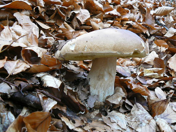 hríb smrekový Boletus edulis Bull.