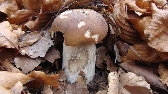 hríb smrekový Boletus edulis Bull.