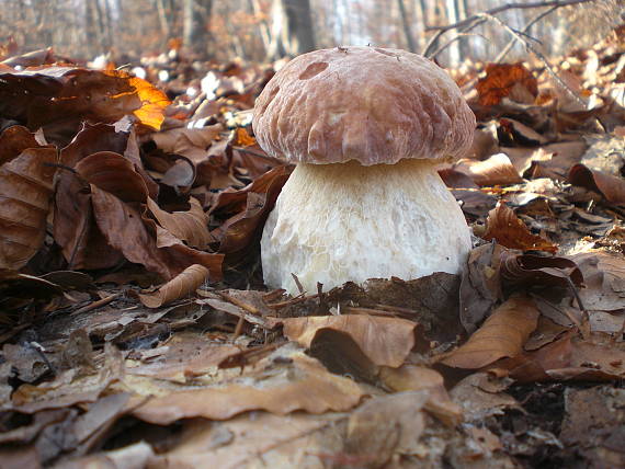 hríb sosnový Boletus pinophilus Pil. et Dermek in Pil.