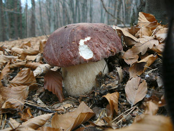 hríb sosnový Boletus pinophilus Pil. et Dermek in Pil.