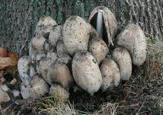 hnojník nápadný Coprinopsis insignis  (Peck) Redhead, Vilgalys & Moncalvo