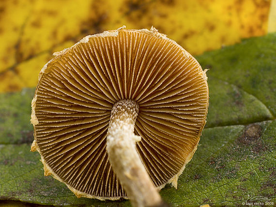 pavučinovec Cortinarius sp.?