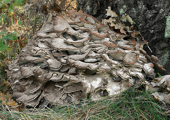 trsovnica lupeňovitá Grifola frondosa (Dicks.) Gray