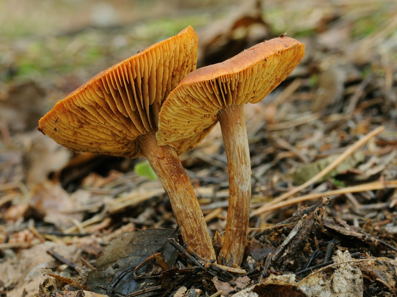 šupinovec nevoňavý? Gymnopilus penetrans?