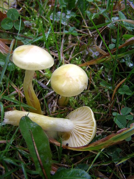 šťavnatka modřínová Hygrophorus lucorum Kalchbr.