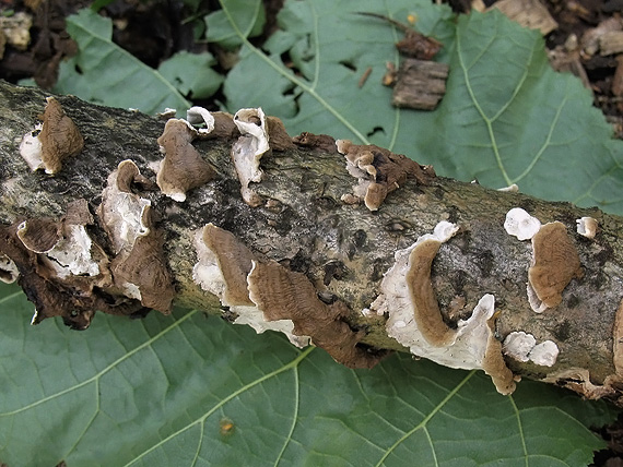 pevnúšik dvojfarebný Laxitextum bicolor (Pers.) Lentz