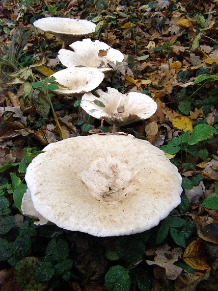 čechratec obrovský/Běločechratka obrovská Leucopaxillus giganteus  (Sowerby) Singer