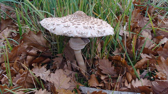 bedľa vysoká Macrolepiota procera (Scop.) Singer