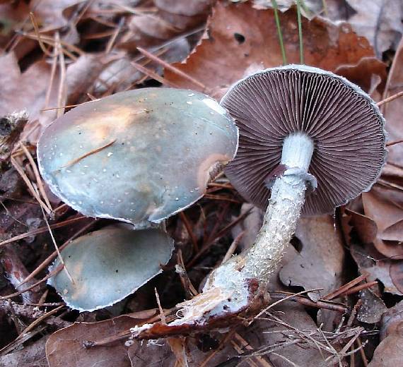 golierovka zelenkastá - Límcovka měděnková Stropharia auruginosa