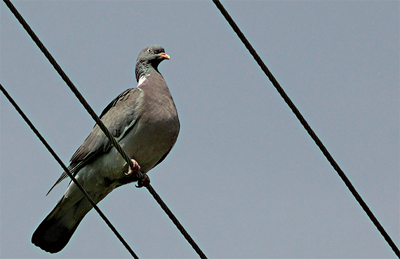 holub hrivnák (Columba palumbus)