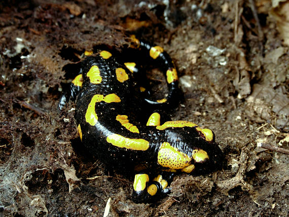 salamandra škvrnitá Salamandra salamandra Linnaeus 1758