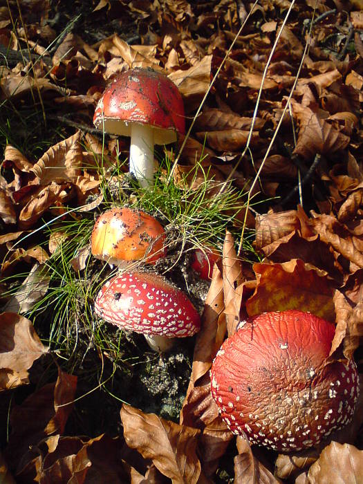 muchotrávka červená Amanita muscaria (L.) Lam.