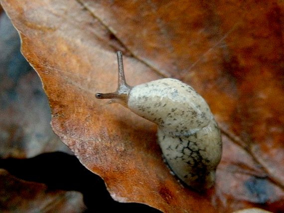 slizovček Deroceras reticulatum