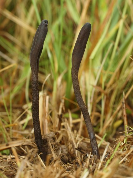 jazýček šupinkatý Geoglossum fallax E.J. Durand