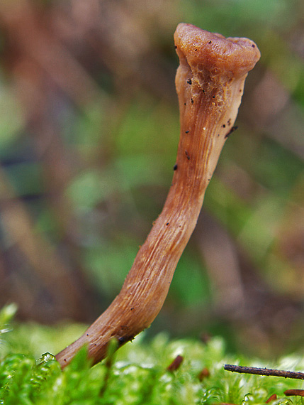 lakovka? Laccaria sp.