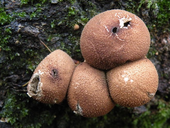 prášnica hruškovitá Lycoperdon pyriforme Schaeff.