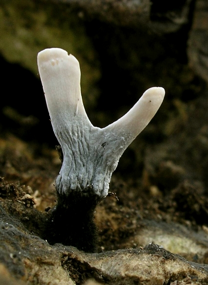 drevnatec parohatý Xylaria hypoxylon (L.) Grev.