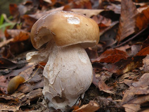 hríb smrekový Boletus edulis Bull.