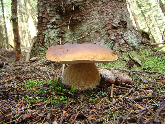 hríb smrekový Boletus edulis Bull.