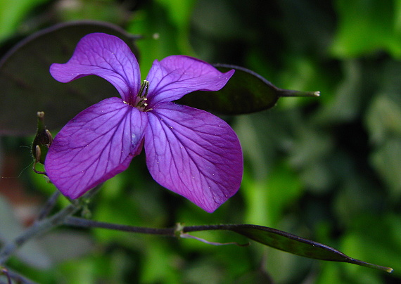 pekný kvietok - mesačnica ročná Lunaria annua L.