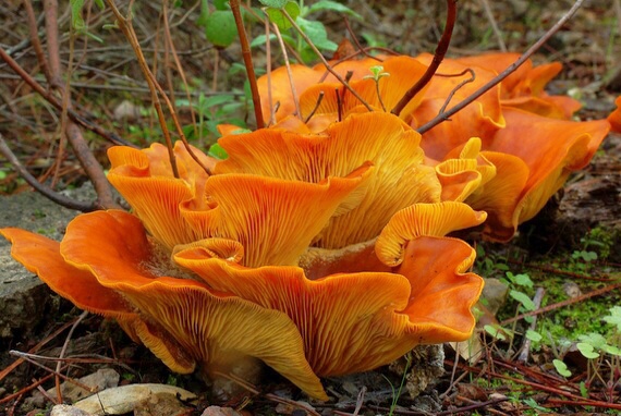 kališník hnedooranžový Omphalotus olearius (DC.) Singer