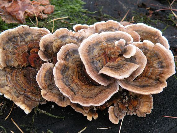 trúdnikovec pestrý Trametes versicolor (L.) Lloyd