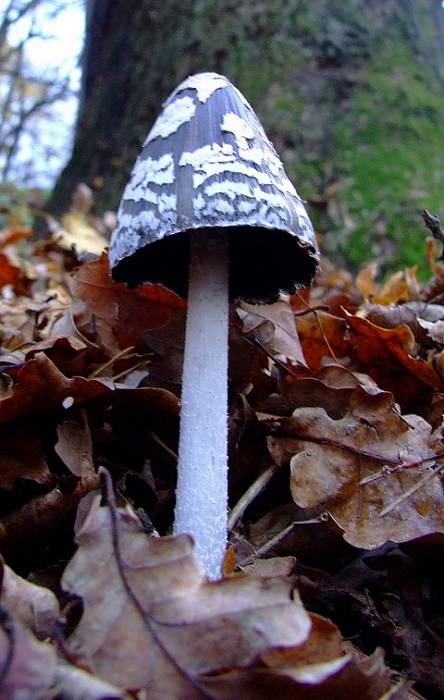 hnojník strakatý Coprinopsis picacea (Bull.) Redhead, Vilgalys & Moncalvo