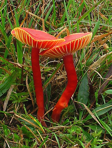 lúčnica šarlátová Hygrocybe coccinea (Schaeff.) P. Kumm.