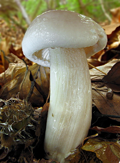 šťavnačka slonovinová Hygrophorus eburneus (Bull.) Fr.