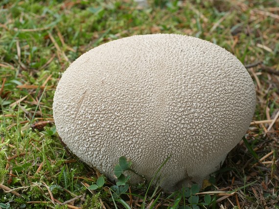 rozpadavec dlabaný Lycoperdon utriforme Bull.