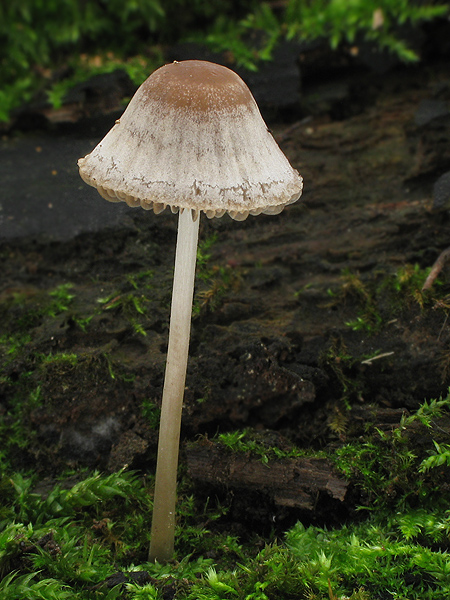 drobuľka Psathyrella sp.