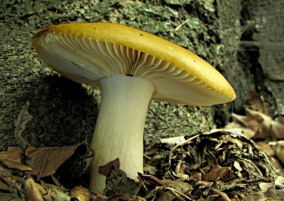 plávka hlinovožltá Russula ochroleuca Fr.