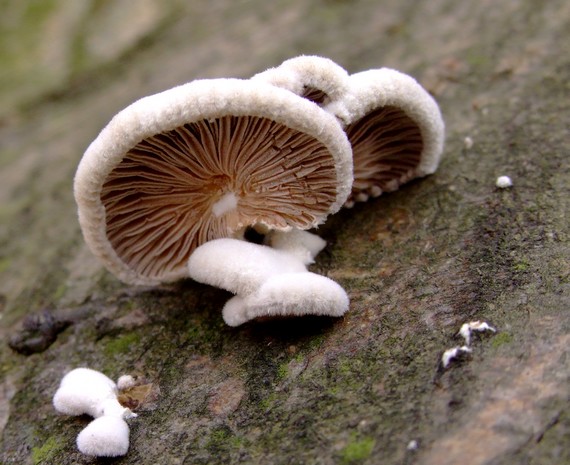 klanolupeňovka obyčajná Schizophyllum commune Fr.