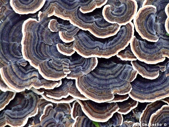 trúdnikovec pestrý Trametes versicolor (L.) Lloyd