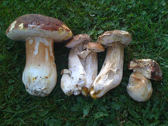 posledné v roku 2008 Boletus pinophilus a Boletus edulis