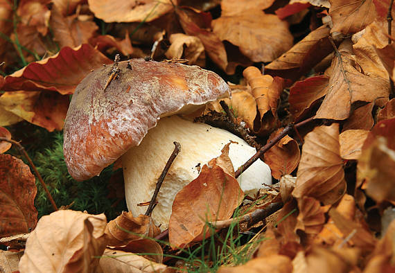 hríb sosnový Boletus pinophilus Pil. et Dermek in Pil.