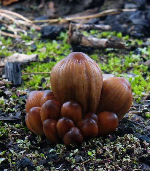 hnojník mitrovitý Coprinellus angulatus (Peck) Redhead, Vilgalys & Moncalvo