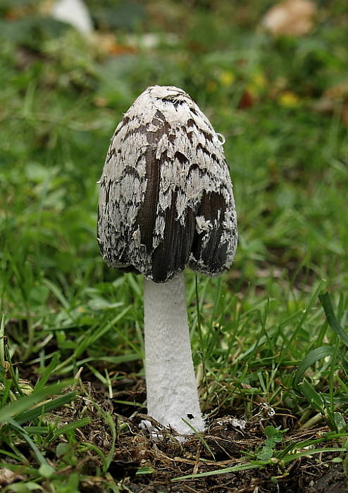 hnojník strakatý Coprinopsis picacea (Bull.) Redhead, Vilgalys & Moncalvo