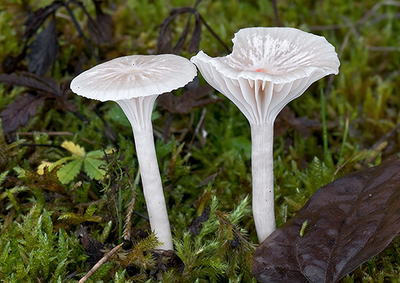 lúčnica snehobiela Cuphophyllus virgineus (Wulfen) Kovalenko