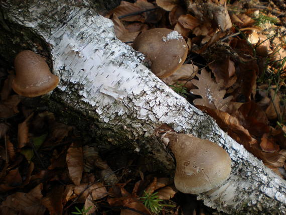 brezovník obyčajný Fomitopsis betulina (Bull.) B.K. Cui, M.L. Han & Y.C. Dai