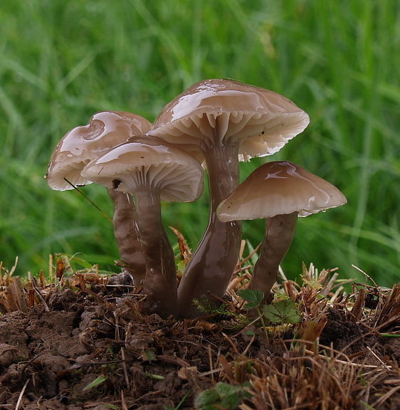 lúčnica klzká  Gliophorus irrigatus (Pers.) A.M. Ainsw. & P.M. Kirk