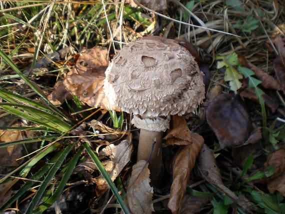 bedľa vysoká Macrolepiota procera (Scop.) Singer