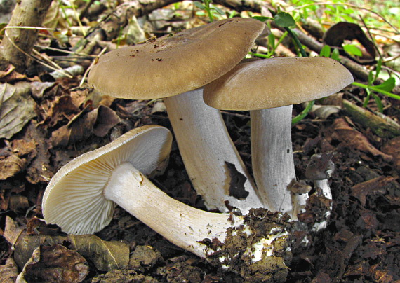 tmavuľka obyčajná Melanoleuca melaleuca (Pers.) Murrill