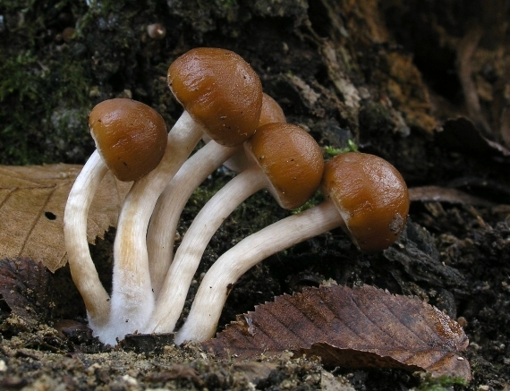 drobuľka vodomilná Psathyrella piluliformis (Bull.) P.D. Orton