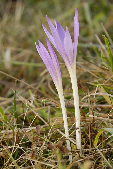 jesienka obyčajná Colchicum autumnale